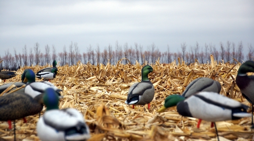 Duck hunting decoys in a corn field