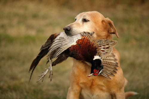 A hunting dog with a Britton South Dakota ring neck pheasant in 